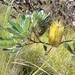 Banksia paludosa - Photo (c) Barry Virtue, some rights reserved (CC BY-NC), uploaded by Barry Virtue