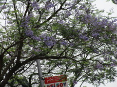 Jacaranda mimosifolia