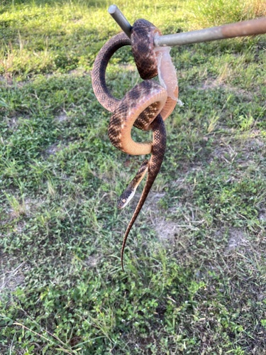 Brown Tree Snake sighting