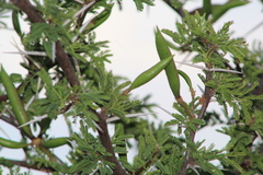 Vachellia farnesiana