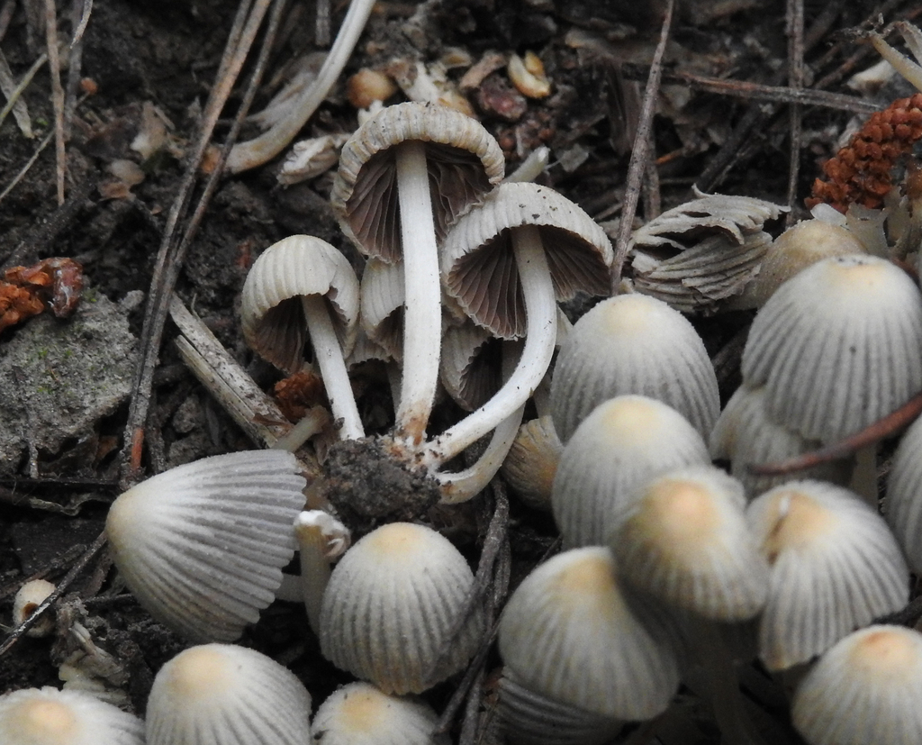 Coprinellus aureodisseminatus from Huntsbury, Christchurch 8022, New ...