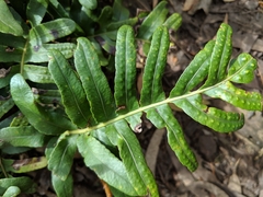 Polypodium scouleri