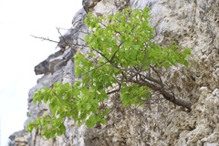 Aprikose (Prunus armeniaca): Herkunft und Verwendung — Foto 2