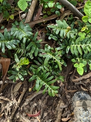 Polypodium scouleri