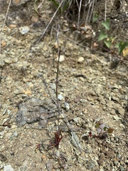 Streptanthus glandulosus niger