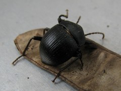 Accanthopus velikensis