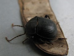 Accanthopus velikensis