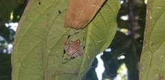 Eriophora nephiloides