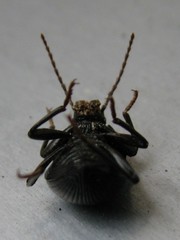 Accanthopus velikensis