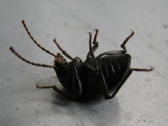 Accanthopus velikensis