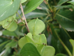 Dioscorea collettii