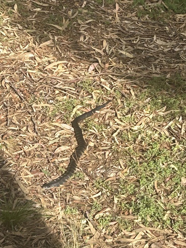 Tiger Snake sighting