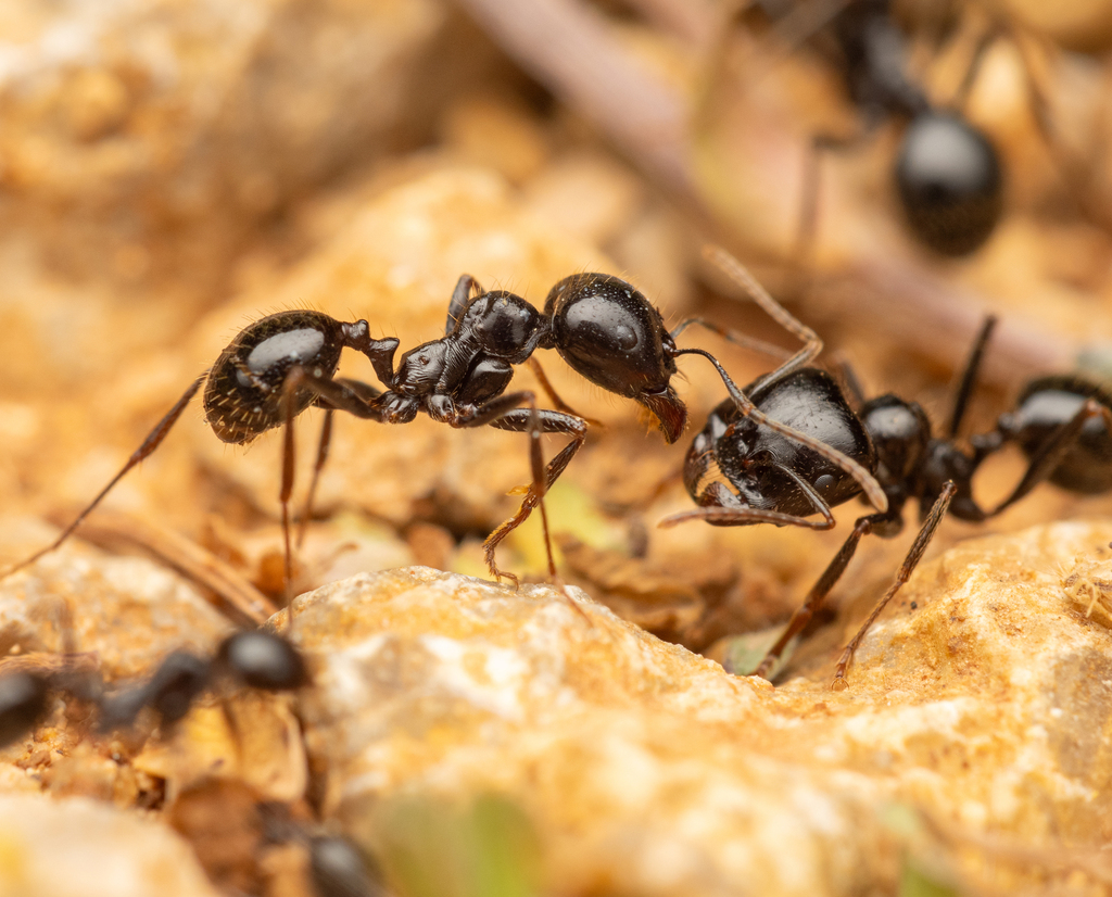European Seed Harvesting Ant