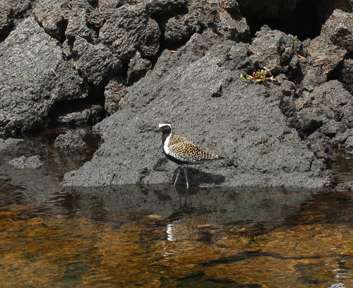 Chorlito dorado siberiano (Pluvialis fulva)