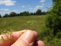 Spermolepis echinata