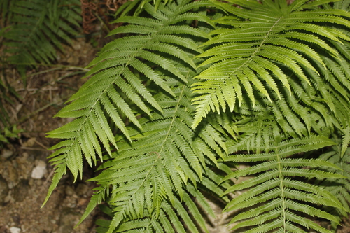 Image of Pelazoneuron ovatum by (c) Alex Karasoulos, some rights reserved (CC BY)