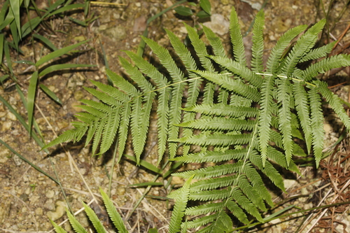Image of Pelazoneuron ovatum by (c) Alex Karasoulos, some rights reserved (CC BY)