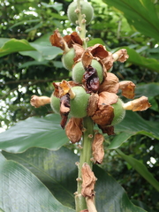 Alpinia uraiensis