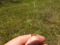 Spermolepis echinata