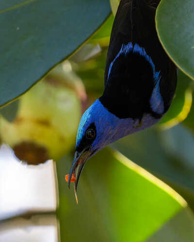 Red-legged Honeycreeper