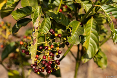 Psychotria carthagenensis