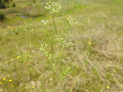 Spermolepis echinata