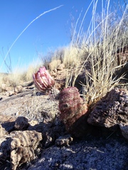 Echinocereus pectinatus rutowiorum