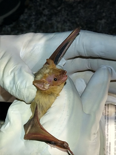 Western Yellow Bat