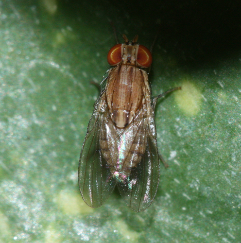 Fly