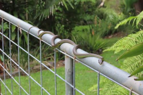 Common Tree Snake sighting