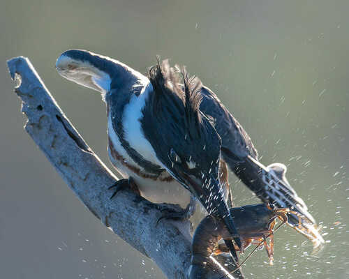 Belted Kingfisher