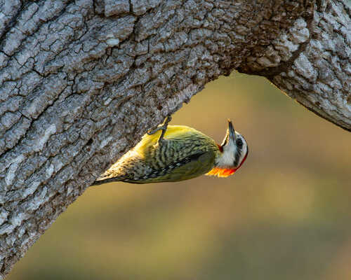 Cuban Green Woodpecker