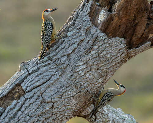 West Indian Woodpecker