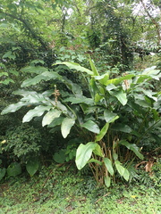 Alpinia uraiensis