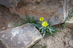 Nothocalais cuspidata