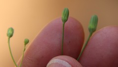 Malacothrix clevelandii