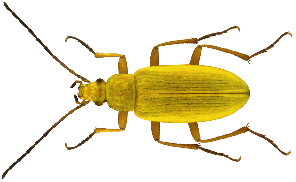 Cteniopus