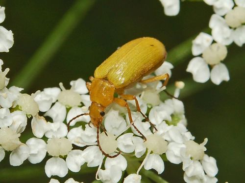 Geltonasis Dulkiagraužis nuotrauka