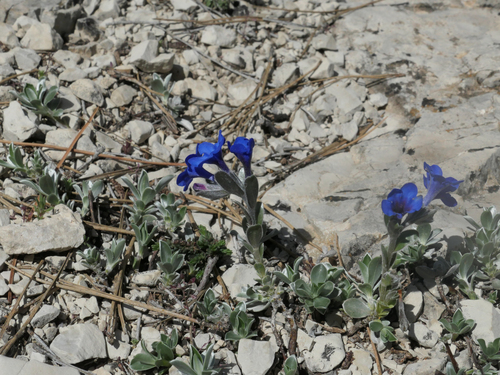 Glandora nitida
