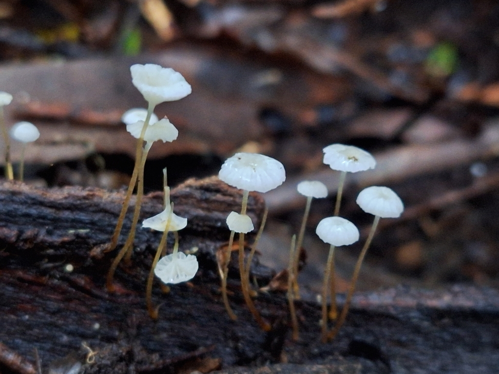 Owingsia