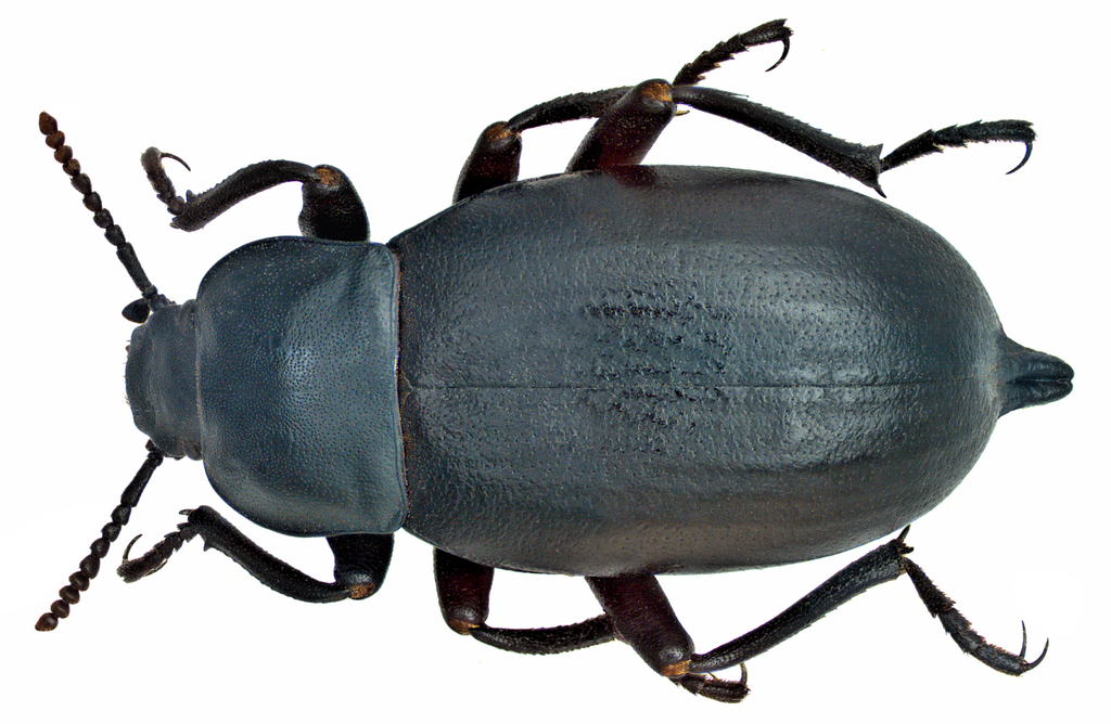 Darkling beetle