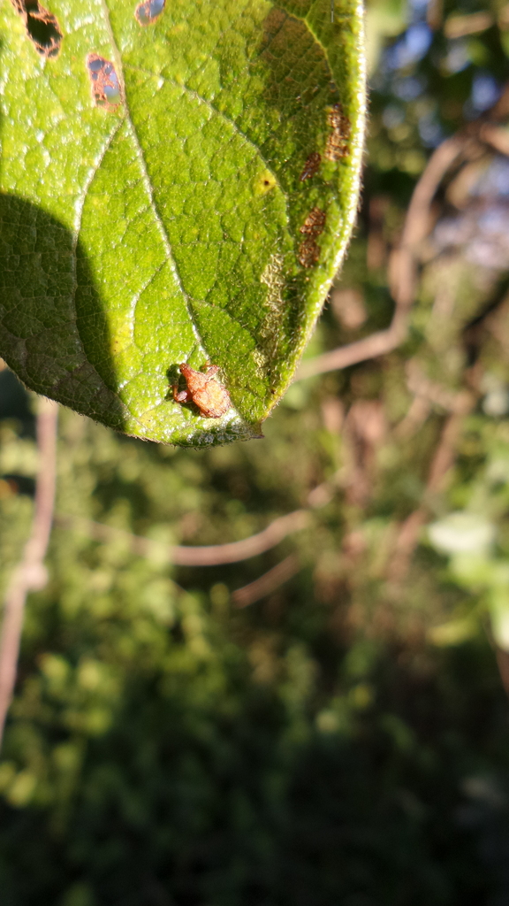 Plassoderinus costipennis