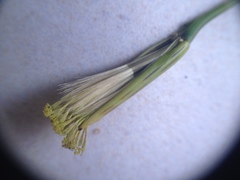 Porophyllum ruderale