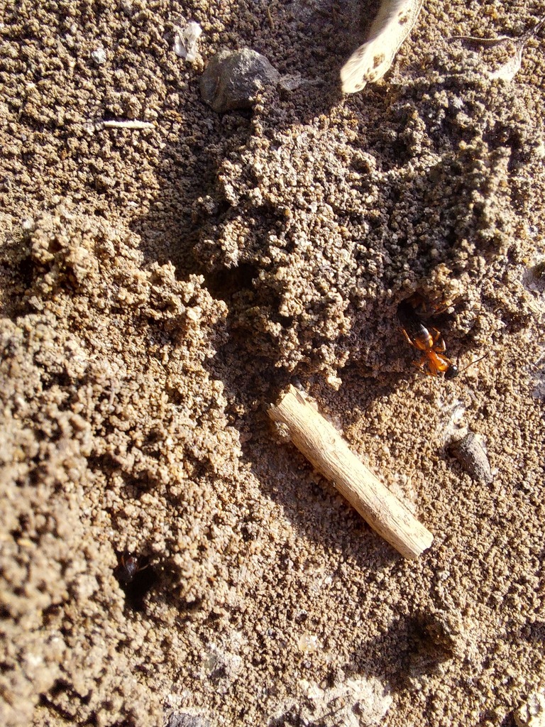 black-headed strobe ant from Rockhampton QLD, Australia on April 14 ...