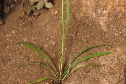 Image of Malacothrix clevelandii by (c) Millie Basden, some rights reserved (CC BY)