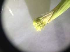 Porophyllum ruderale