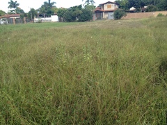 Porophyllum ruderale