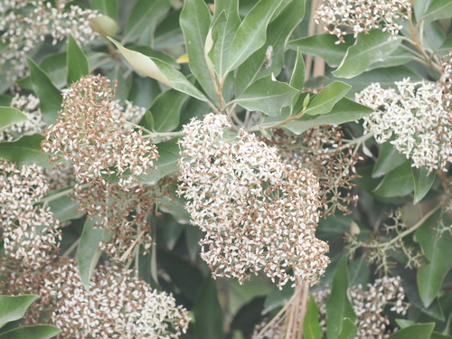 Olearia avicenniifolia observed 2024-03-03