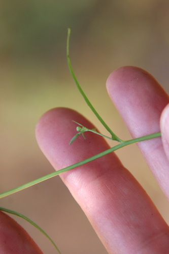 Image of Malacothrix clevelandii by (c) Millie Basden, some rights reserved (CC BY)