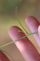 Malacothrix clevelandii